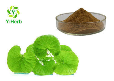 Herb/Leaf Gotu Kola Extract Asiaticosides Powder 20% 90% Centella Asiatica P.E.