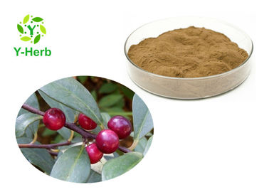 Factory Supply Organic Bulk 10:1 50:1 100:1 Embelia Laeta Extract Powder