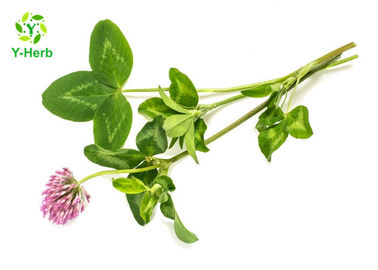 80 Mesh Herbal Extract Powder Red Clover Extract Isoflavones 2.5% 8% For Women Products